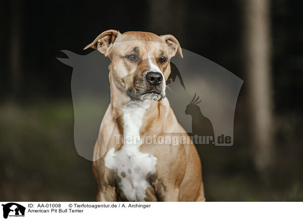 American Pit Bull Terrier / AA-01008