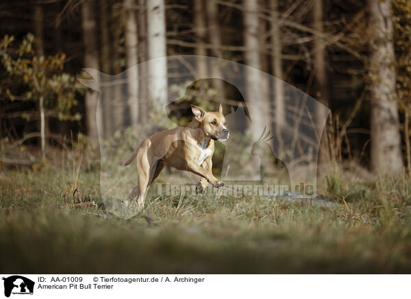 American Pit Bull Terrier / AA-01009