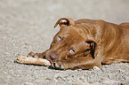 American Pit Bull Terrier Welpe