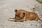 American Pit Bull Terrier Welpe