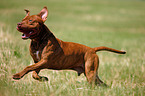 American Pit Bull Terrier