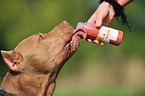 trinkender American Pit Bull Terrier