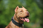 American Pit Bull Terrier Portrait