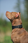 American Pit Bull Terrier Portrait