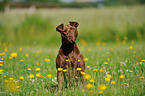 sitzender American Pit Bull Terrier