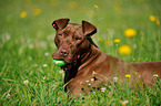 liegender American Pit Bull Terrier