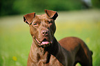 American Pit Bull Terrier Portrait