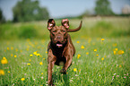 rennender American Pit Bull Terrier