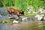 laufender American Pit Bull Terrier