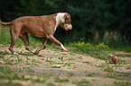 spielender American Pit Bull Terrier