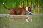 badender American Pit Bull Terrier