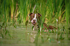 badender American Pit Bull Terrier