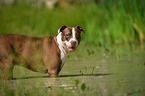 badender American Pit Bull Terrier