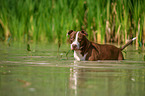 badender American Pit Bull Terrier