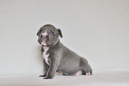 American Pit Bull Terrier Welpe