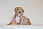 American Pit Bull Terrier Welpe