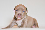 American Pit Bull Terrier Welpe