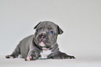 American Pit Bull Terrier Welpe