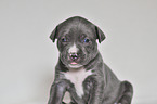 American Pit Bull Terrier Welpe