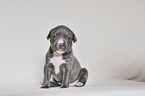 American Pit Bull Terrier Welpe