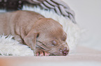 American Pit Bull Terrier Welpe