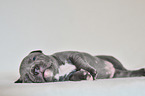 American Pit Bull Terrier Welpe