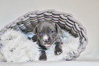 American Pit Bull Terrier Welpe