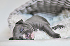 American Pit Bull Terrier Welpe