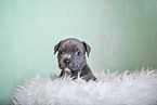 American Pit Bull Terrier Welpe