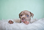 American Pit Bull Terrier Welpe