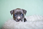 American Pit Bull Terrier Welpe
