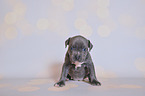 American Pit Bull Terrier Welpe