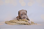 American Pit Bull Terrier Welpe