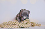 American Pit Bull Terrier Welpe