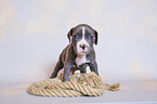 American Pit Bull Terrier Welpe