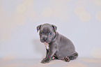 American Pit Bull Terrier Welpe