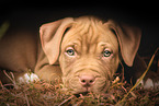 American Pit Bull Terrier