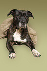 liegender American Pit Bull Terrier