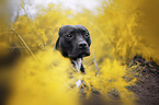 American Pit Bull Terrier Portrait