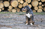 sitzender American Pit Bull