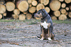 sitzender American Pit Bull