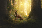 American Pit Bull