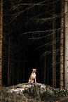 American Pit Bull Terrier