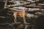 American Pit Bull Terrier