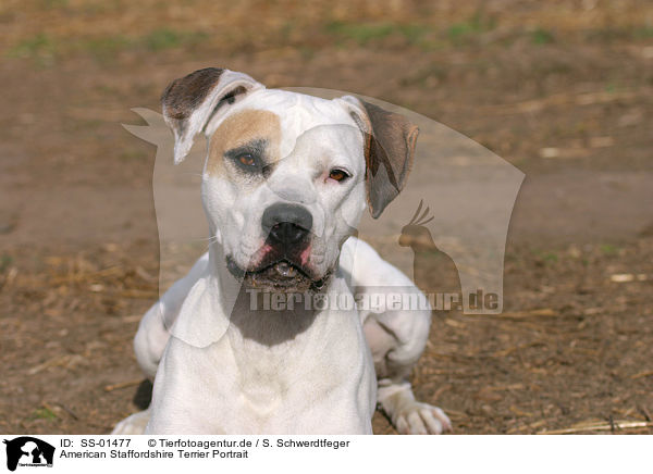 American Staffordshire Terrier Portrait / American Staffordshire Terrier Portrait / SS-01477