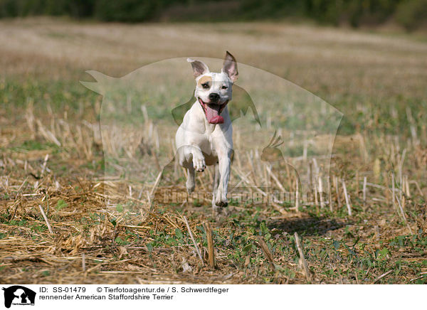 rennender American Staffordshire Terrier / running American Staffordshire Terrier / SS-01479