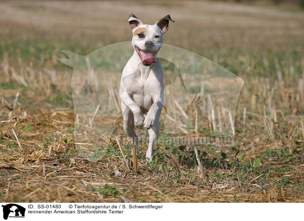 rennender American Staffordshire Terrier / running American Staffordshire Terrier / SS-01480