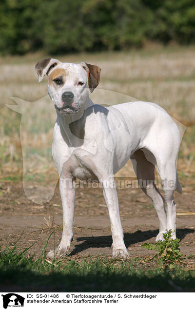 stehender American Staffordshire Terrier / SS-01486