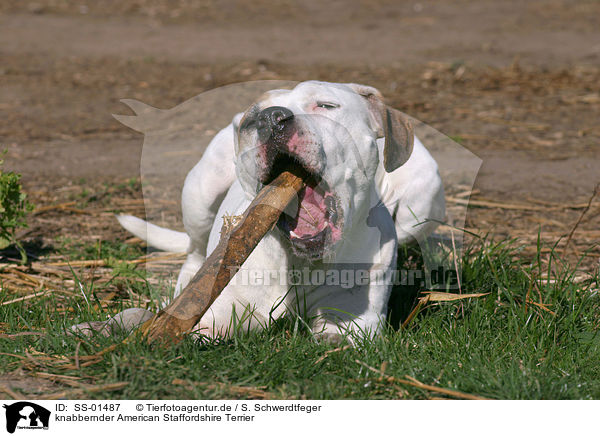 knabbernder American Staffordshire Terrier / SS-01487