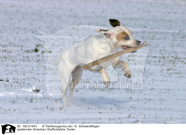 spielender American Staffordshire Terrier / SS-01941